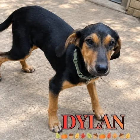 A young medium-sized male Mixed Breed dog named Dylan for adoption in Nantucket, MA