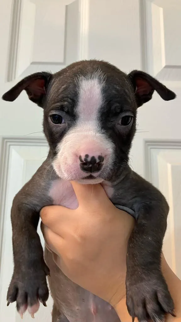 A baby large-sized female Black American Staffordshire Terrier dog named Roxie for adoption in Martinez, CA