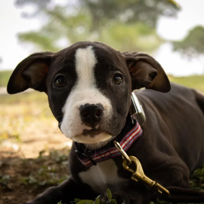 Roxie thumbnail 3