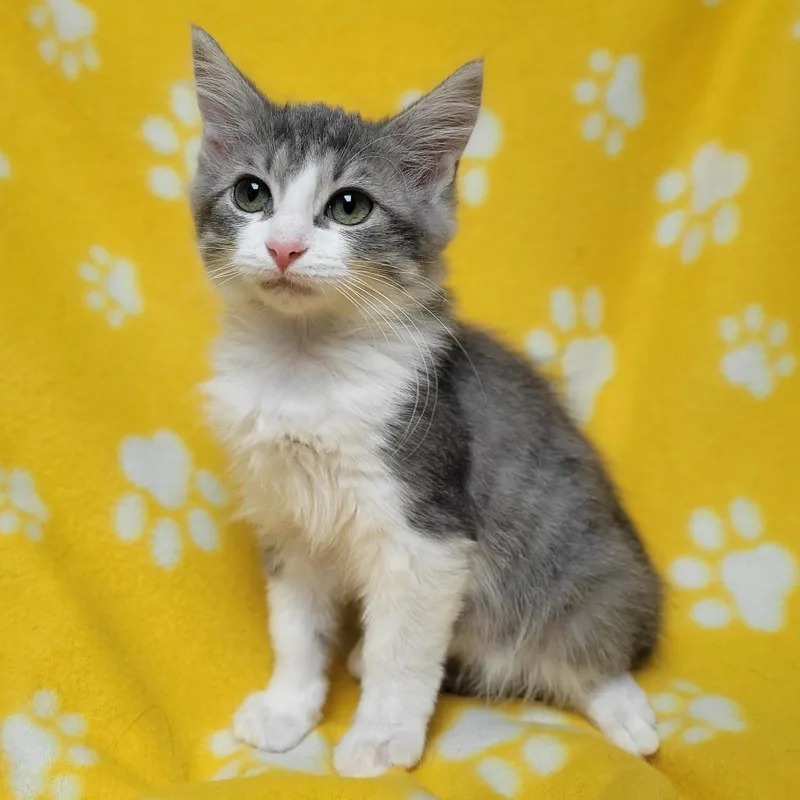 A baby small-sized female Gray / Blue / Silver Domestic Short Hair cat named Bubble for adoption in Duncan, OK