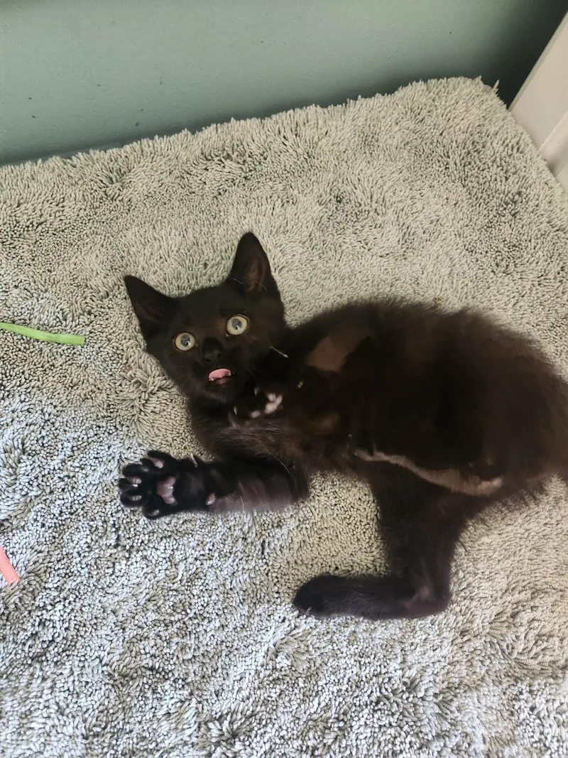 A baby medium-sized male Black Domestic Short Hair cat named Noir for adoption in Cosby, TN