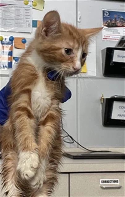 A baby medium-sized male Domestic Short Hair cat named Titus for adoption in Dallas, TX