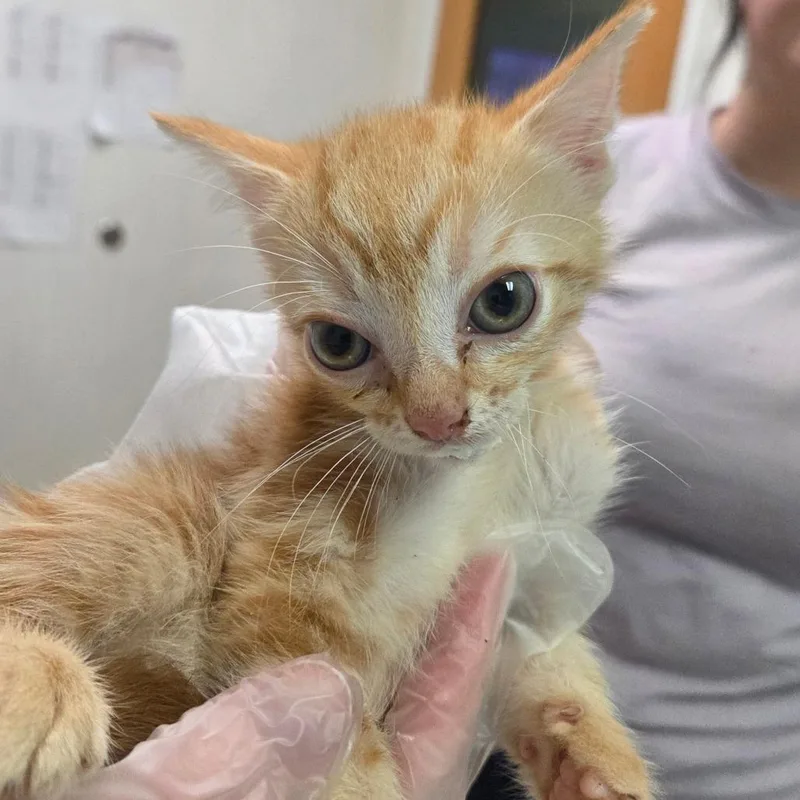 A baby small-sized male Orange / Red Domestic Medium Hair cat named Newport for adoption in Charleston, WV