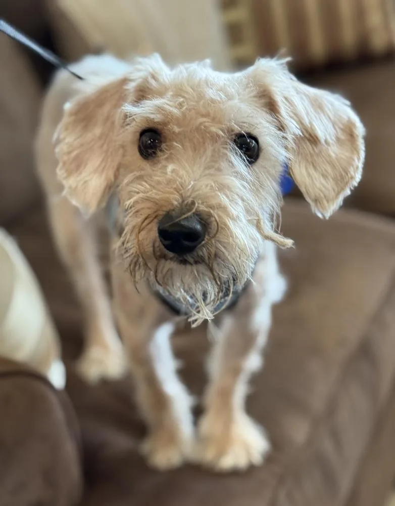 A young small-sized male Yorkshire Terrier dog named Teddy Roosevelt for adoption in Mundelein, IL