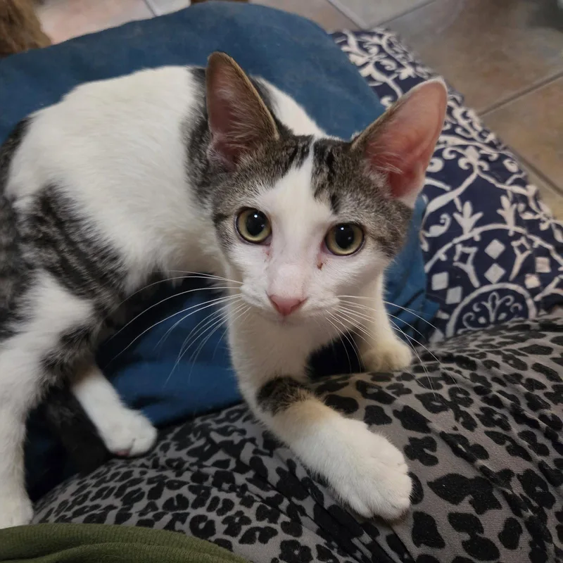 A young medium-sized male Domestic Short Hair cat named Bono for adoption in Longwood, FL