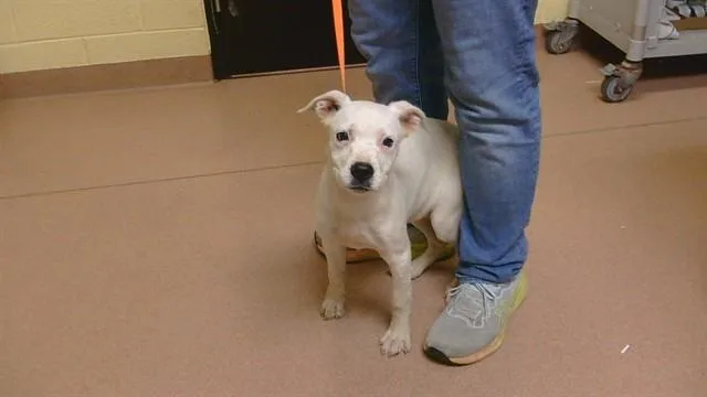 A baby large-sized female American Bulldog dog named Snow White for adoption in Cookeville, TN