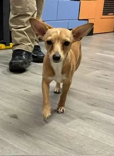 A young small-sized female Chihuahua dog named Tiny for adoption in Tifton, GA