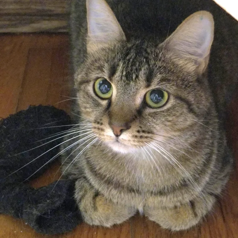 A young medium-sized female Tiger cat named Cleo for adoption in Jamaica Plain, MA