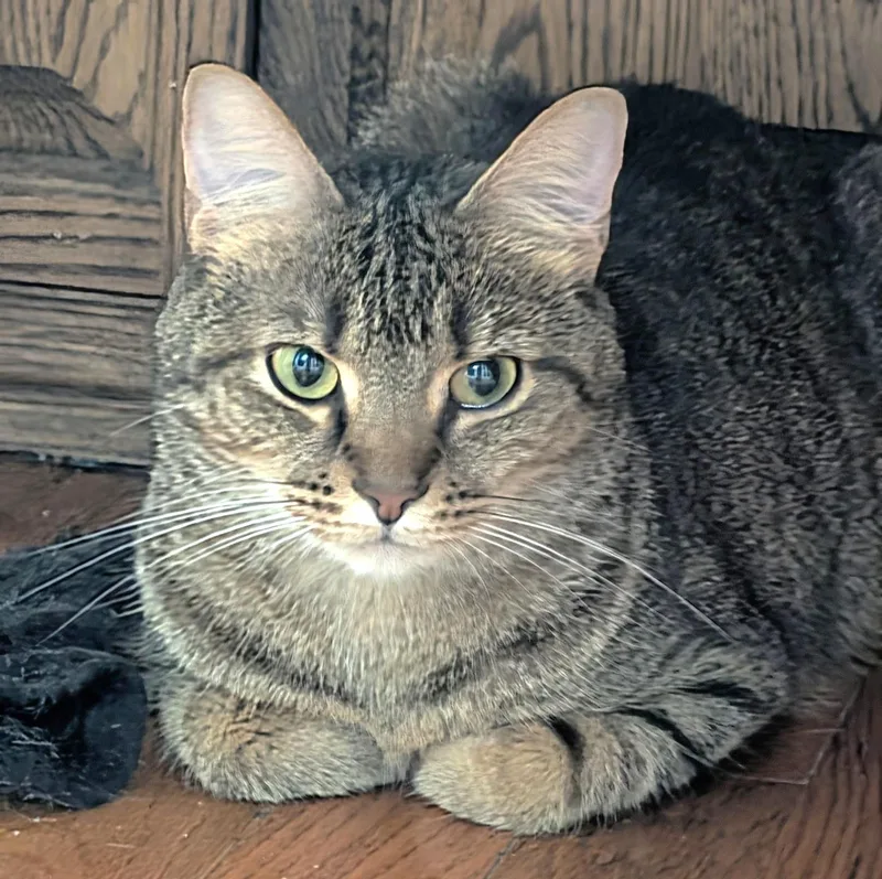 Cleo thumbnail 2