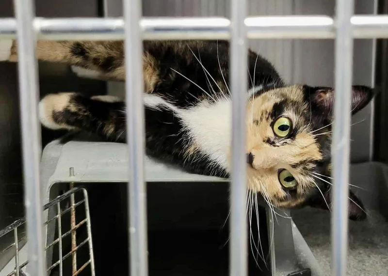 Mama Mia thumbnail 2