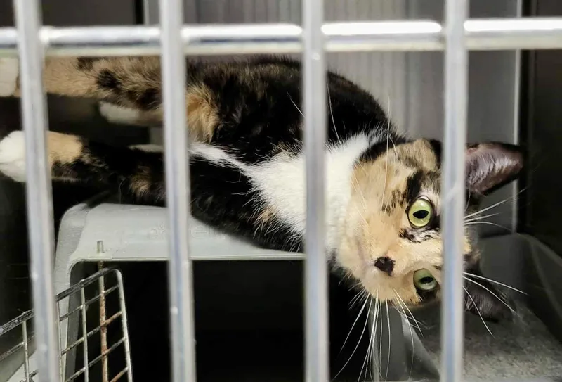 Mama Mia thumbnail 3