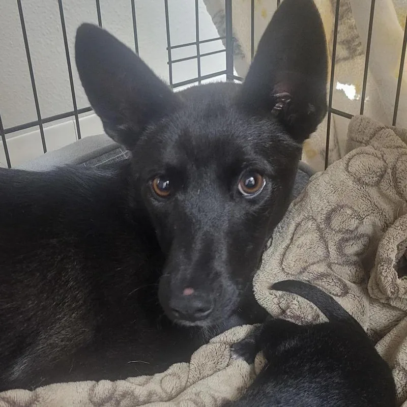 A young small-sized female Black Australian Kelpie dog named Nisha for adoption in Buellton, CA