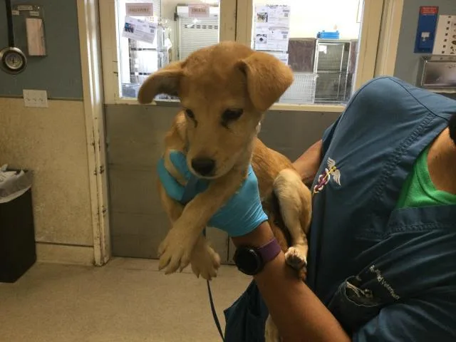A baby small-sized female Chihuahua dog named Olivia for adoption in Riverside, CA