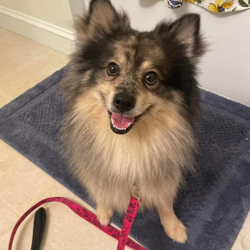 An adult small-sized male Gray / Blue / Silver Pomeranian dog named Meatball for adoption in Fredericksburg, VA