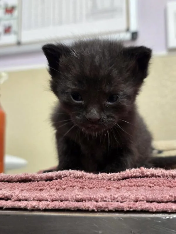 A baby small-sized female Domestic Short Hair cat named Alana for adoption in Vancouver, WA