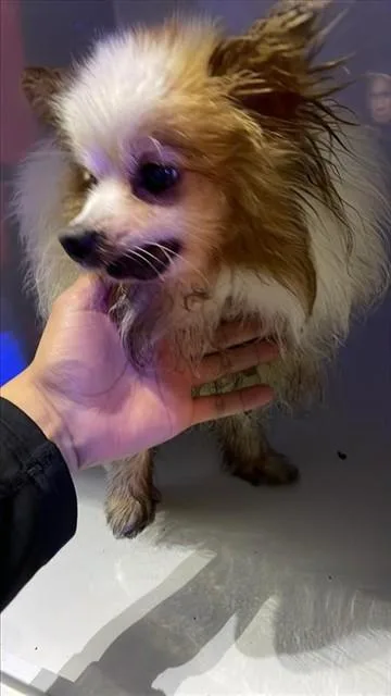 A senior small-sized female Pomeranian dog named Ava for adoption in Houston, TX