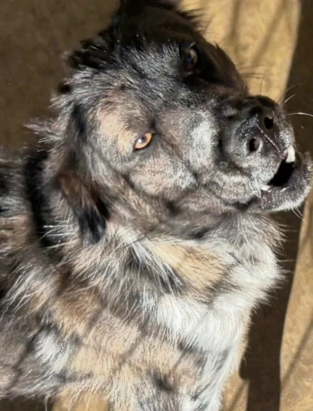 Piper