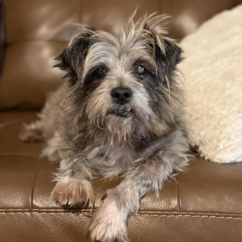 Moochita thumbnail 2