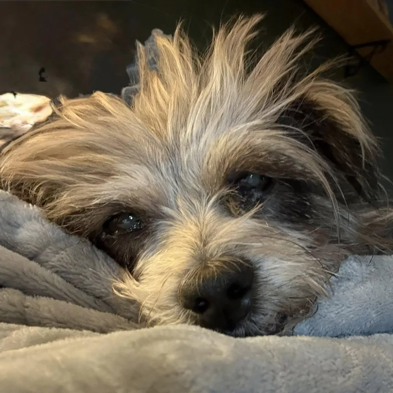 Moochita thumbnail 3