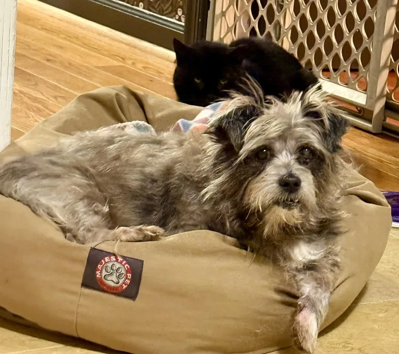 Moochita thumbnail 6