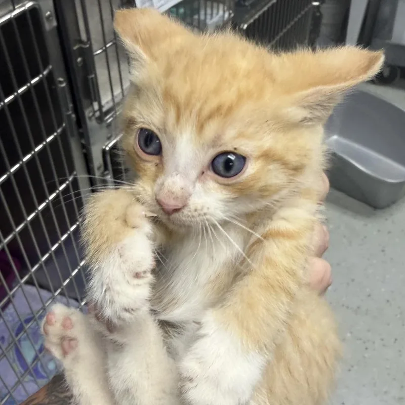 A baby small-sized male Orange / Red Domestic Short Hair cat named Danvers for adoption in Marion, VA