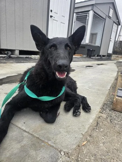 An adult large-sized female German Shepherd Dog dog named Everly for adoption in San Bernardino, CA