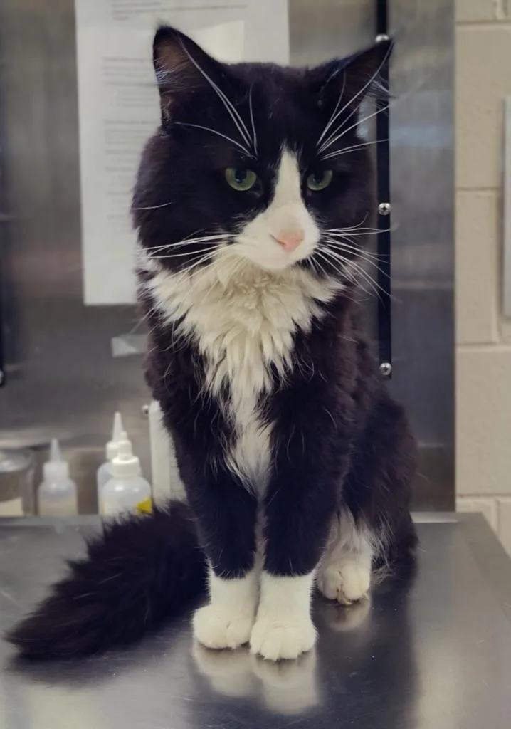 A young small-sized male Domestic Medium Hair cat named Nigel for adoption in Grand Forks, ND