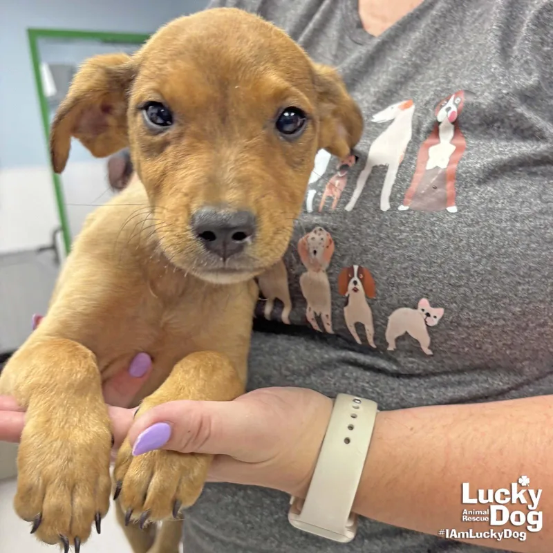 A baby large-sized female Shepherd dog named Aria for adoption in Washington, DC