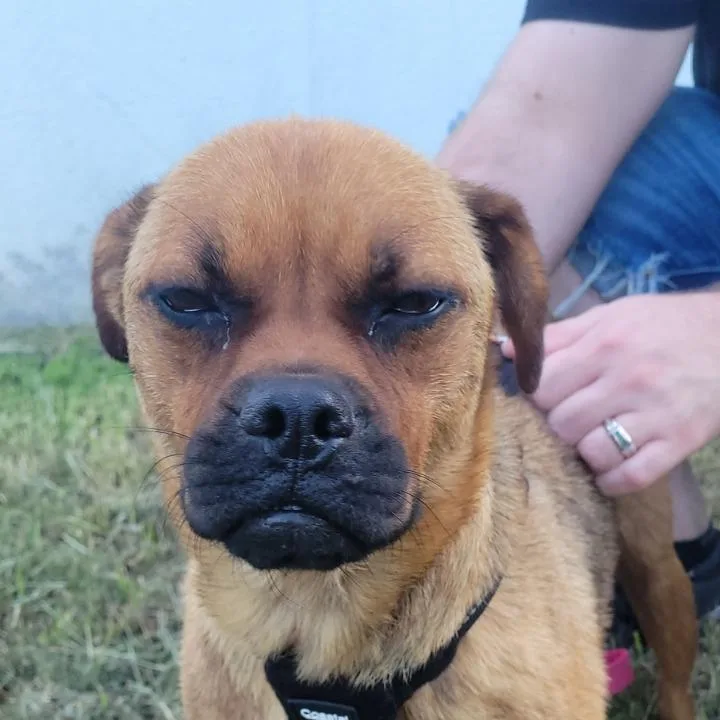 An adult medium-sized female Yellow / Tan / Blond / Fawn Pug dog named Latte for adoption in Floresville, TX