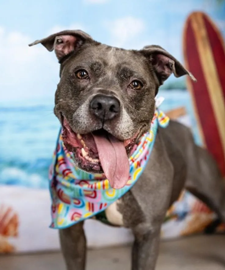 A senior medium-sized female Pit Bull Terrier dog named Bella for adoption in Plymouth, MN