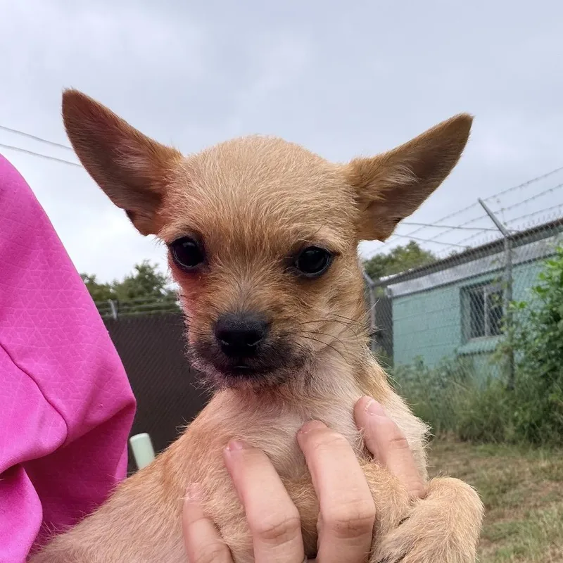 A baby small-sized male Chihuahua dog named Poncho for adoption in Columbus, GA