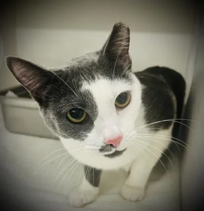 An adult medium-sized female Domestic Short Hair cat named Moonly for adoption in Savannah, GA