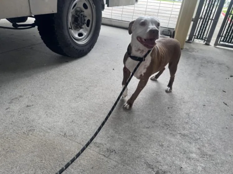 An adult large-sized female Pit Bull Terrier dog named Kiwi for adoption in Texas City, TX
