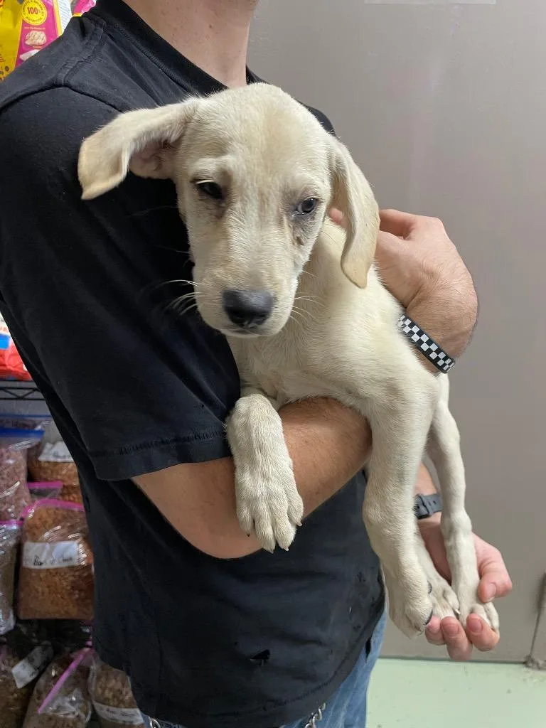 A baby small-sized male Mixed Breed dog named Toby for adoption in Murray, KY