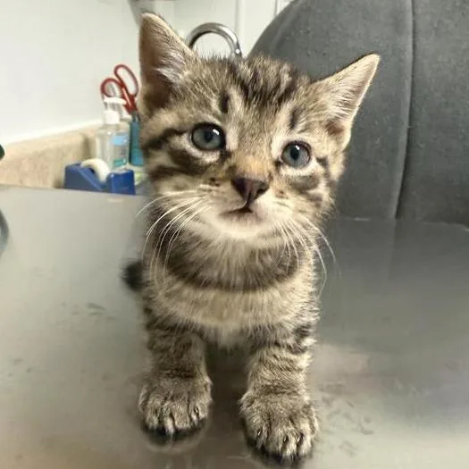 A baby small-sized male Brown / Chocolate Domestic Short Hair cat named Toothless for adoption in Mount Shasta, CA