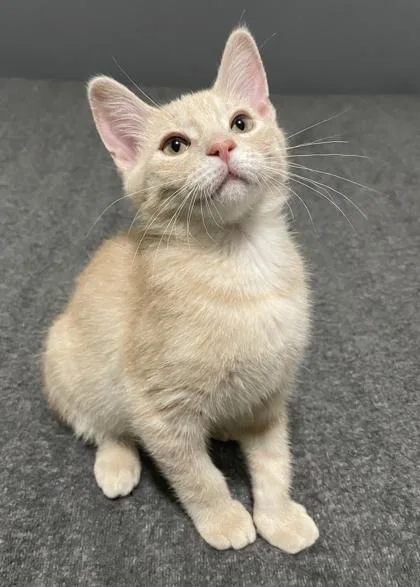 An adult large-sized male Tabby (Orange / Red) Domestic Short Hair cat named Hans for adoption in Lansing, MI