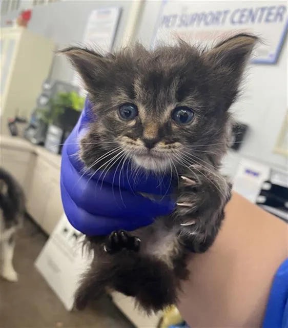 A baby medium-sized female Domestic Short Hair cat named Cookie for adoption in Dallas, TX
