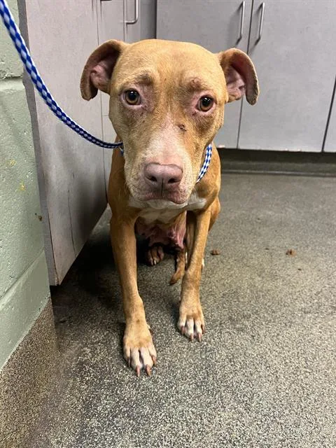An adult medium-sized female Mixed Breed dog named Daffodil for adoption in Jacksonville, FL