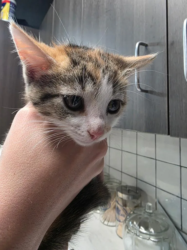 A baby medium-sized female Domestic Short Hair cat named Ginger for adoption in Huntington, IN