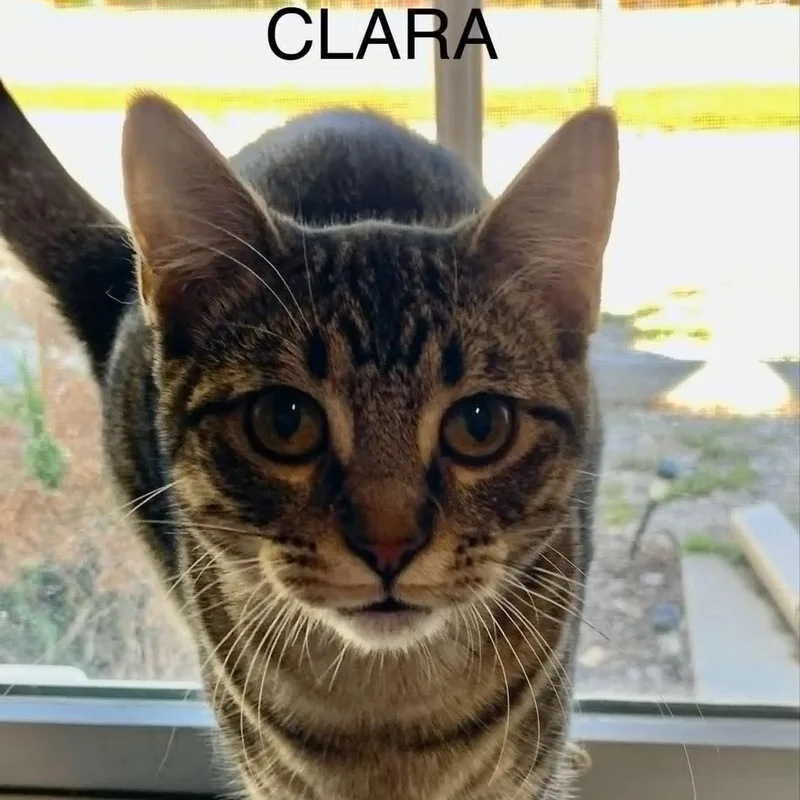 Clara