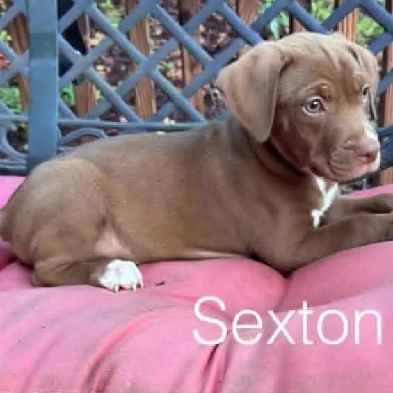 A baby medium-sized male Brown / Chocolate Mixed Breed dog named Sexton for adoption in Alexandria, VA