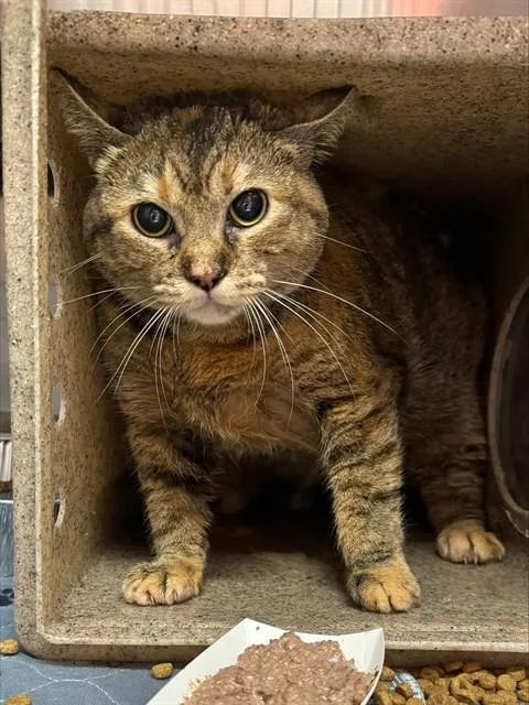 An adult medium-sized female Domestic Short Hair cat named It Is What It for adoption in Louisville, KY