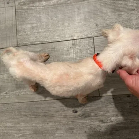 A senior small-sized male White / Cream Maltese dog named George for adoption in Jacksonville, FL