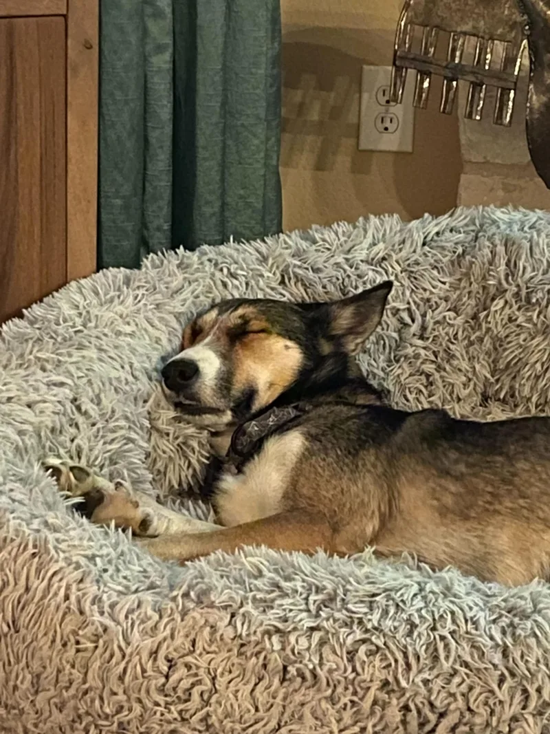 A young medium-sized female German Shepherd Dog dog named Icy for adoption in Pflugerville, TX