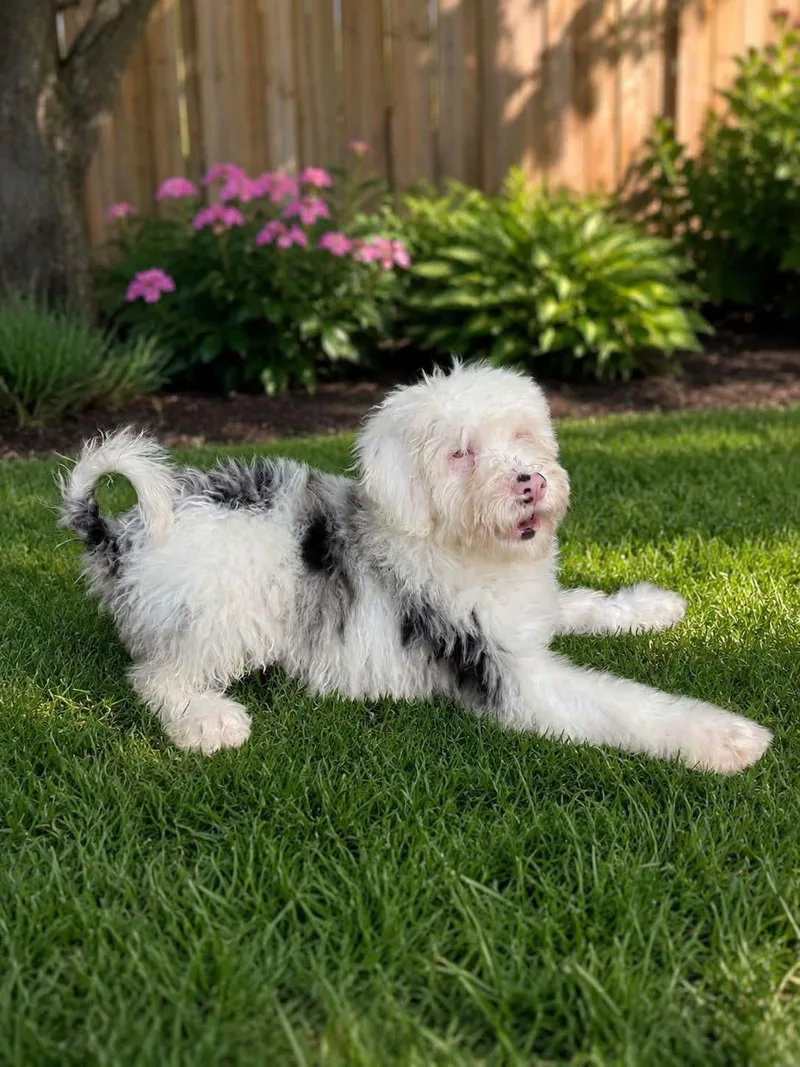A baby medium-sized female Bernadoodle dog named Keller for adoption in Anniston, AL