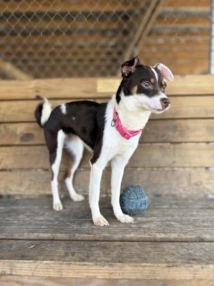 An adult small-sized female White / Cream Chihuahua dog named Stella Rose for adoption in Plano, TX