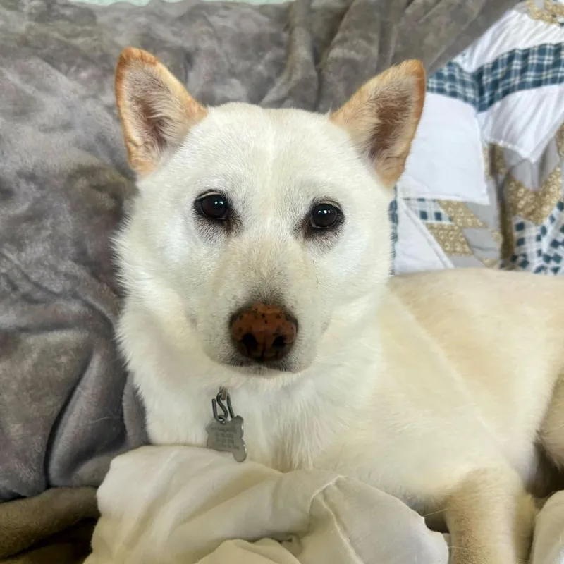 Wallflower thumbnail 2