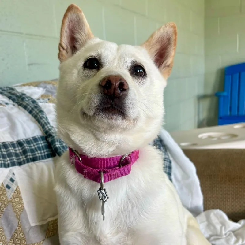 Wallflower thumbnail 4