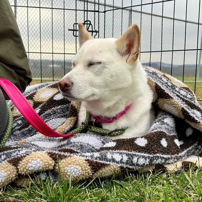 Wallflower thumbnail 5