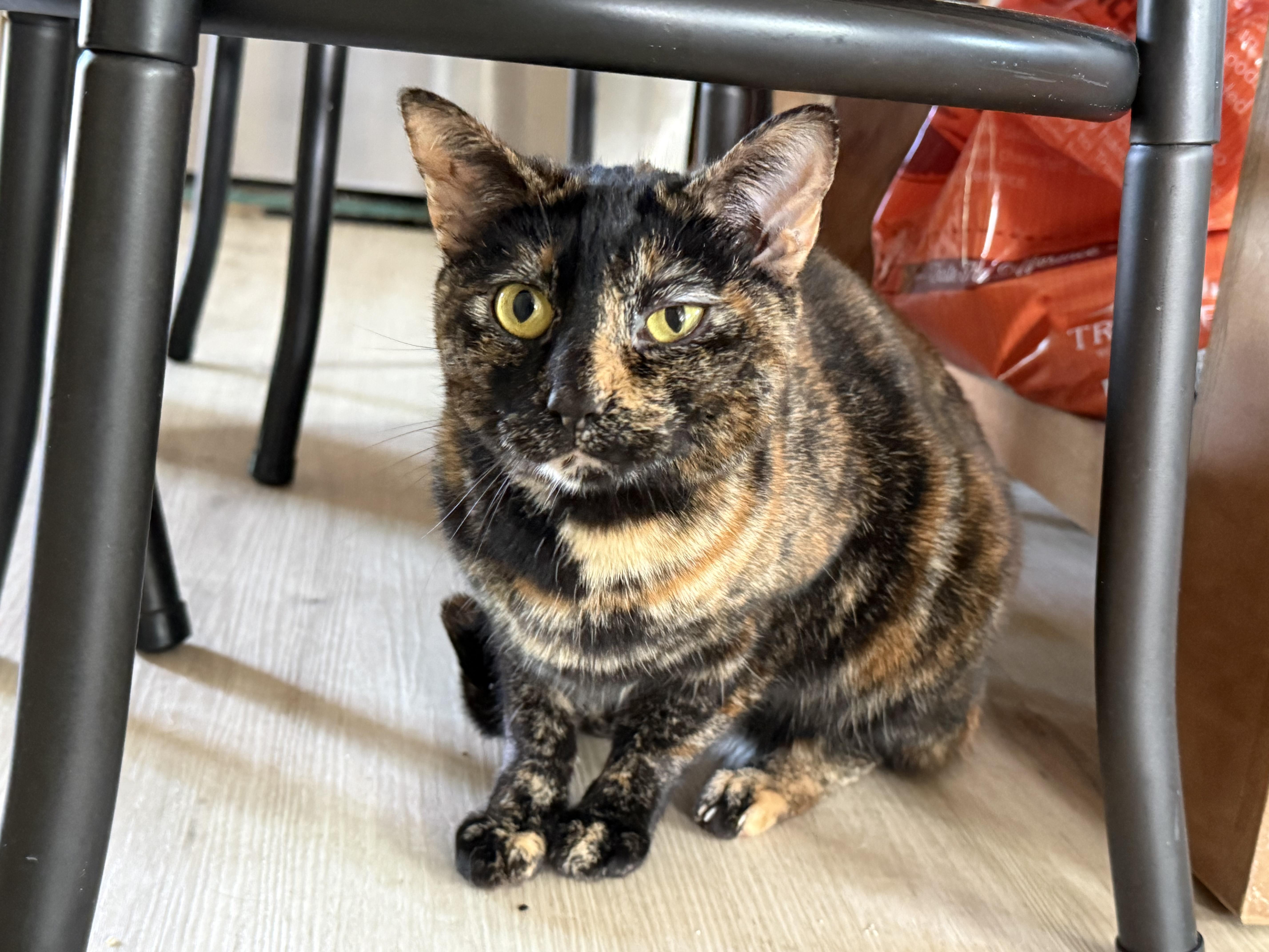 An adult medium-sized female Tortoiseshell cat named Winky for adoption in Sherman Oaks, CA